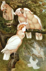 Inca Cockatoo, plate from "Brehms Tierleben: Allgemeine Kunde des Tierreichs", vol. 5, p. 380, published by Bibliographisches Institut