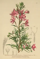 Rosemary-leaved Willowherb