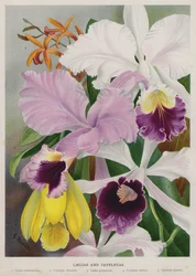 Laelias and Cattleyas