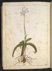 A plant with white petals, from "Paintings of Flora of the Roman States" by Gherardo Cibo