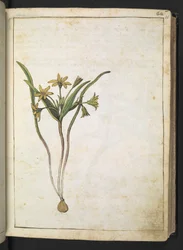 A plant with yellow flowers, from "Paintings of Flora of the Roman States" by Gherardo Cibo