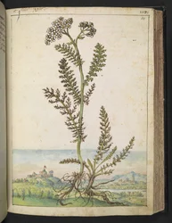 Achillea millefolium: A tall fern type plant with white flowers, from 