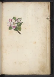 Blossom, from 