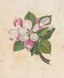 Blossom, from 