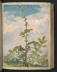 Agrimonia eupatoria, from Paintings of Flora of the Roman States by Gherardo Cibo