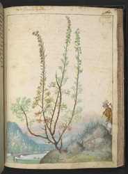 Artemisia abrotanum (southernwood), from 