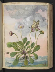 Bellis perennis, from Paintings of Flora of the Roman States by Gherardo Cibo