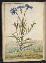 Centaurea cyanus: A flower with blue petals, from "Paintings of Flora of the Roman States" by Gherardo Cibo