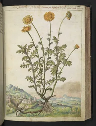 Cota tinctoria, from "Paintings of Flora of the Roman States" by Gherardo Cibo