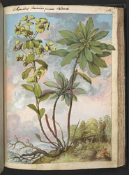 Euphorbia amygdaloises or Euphorbia characias, from Paintings of Flora of the Roman States by Gherardo Cibo