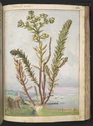 Euphorbia paralias, from 