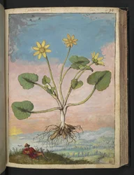 Ficaria verna, from 