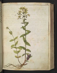 Hypericum perfoliatum, from 