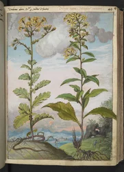 Jacobaeae vulgaris et Senecio ovatu, from "Paintings of Flora of the Roman States" by Gherardo Cibo