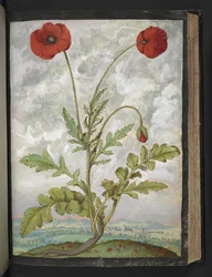 Papaver Rhoeas (Poppies), from 