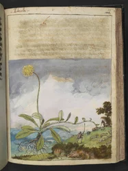 Pilosella officinarum, from 