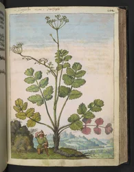 Pimpinella major, from Paintings of Flora of the Roman States by Gherardo Cibo