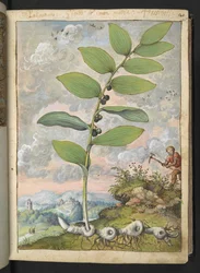 Polygonatum odoratum, from 