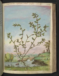 Polygonum aviculare, from 