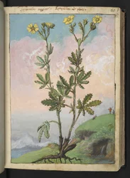Potentilla recta: A plant with yellow flowers, from Paintings of Flora of the Roman States by Gherardo Cibo