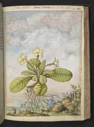 Primula vulgaris, from "Paintings of Flora of the Roman States" by Gherardo Cibo
