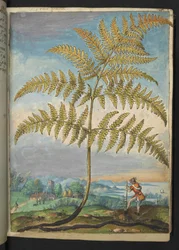 Pteridium aquilinium: A fern, from "Paintings of Flora of the Roman States" by Gherardo Cibo