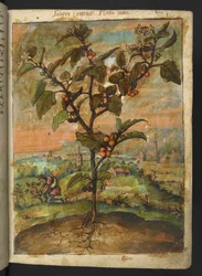 Solanum nigrum: A plant with orange fruit, from 