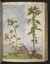 Stellaria media, Possibly Stellaria media, from 