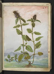Symphytum bulbosum (Bulbous Comfrey), from 