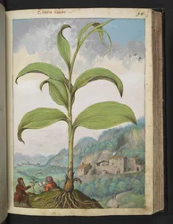 Veratrum nigrum, from 
