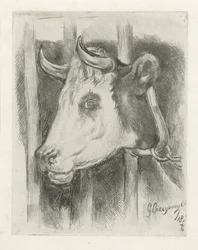 Head of a Cow