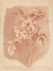 Flowers (Study of Flowers from Nature Drawn by Tessier, Painter to the King for Flowers)