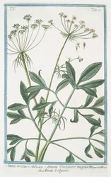 Ammi majus