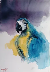 Blue and Yellow Macaw