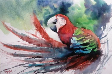 Colorful Jungle Macaw