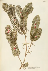 European Yew (Taxus baccata), Taxaceae