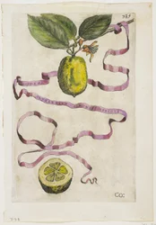 Idem Aurantium Limonis Effigle, from Hesperides