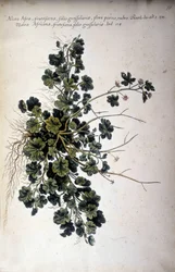 Alcea Afra - In 
