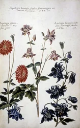 Botanical Board: Three Kinds of Ancolies (Aquilegia)