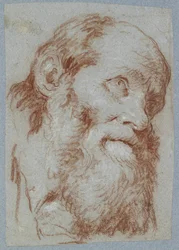 Head of an Old Bearded Man