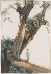 Ancient Trees in the Roman Campagna