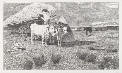Oxen Yoked to a Cart (Maremma)