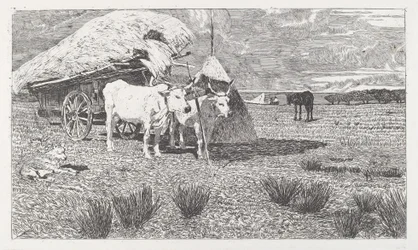 Oxen Yoked to the Cart (Maremma)