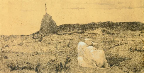 Pio Bove (Pious or Peaceful Ox)