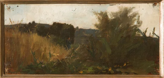 Study of Vegetation