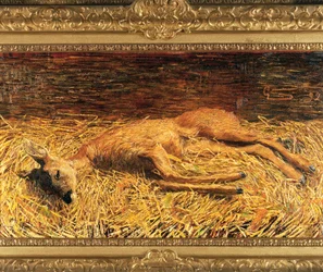 Dead Roe Deer