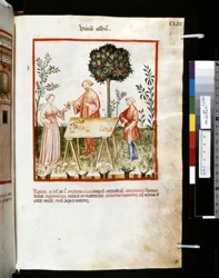 Theatrum sanitatis by Ububchasym de Baldach: 