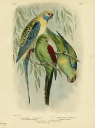 Blue-Cheeked Parakeet, 1891