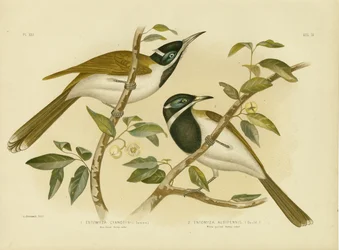 Blue-Faced Honeyeater, 1891