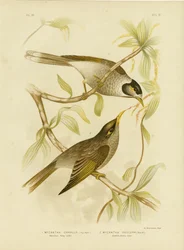 Garrulous Honeyeater Or Noisy Miner